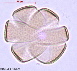 Salvia microphylla - lame n° 27893